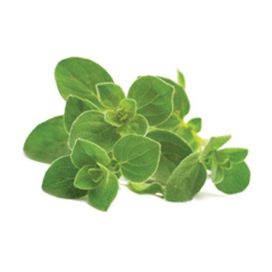 Picture of LAMB BRAND OREGANO